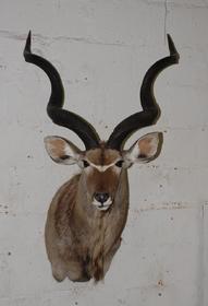 Name:  Kudu.jpg
Views: 1362
Size:  9.5 KB
